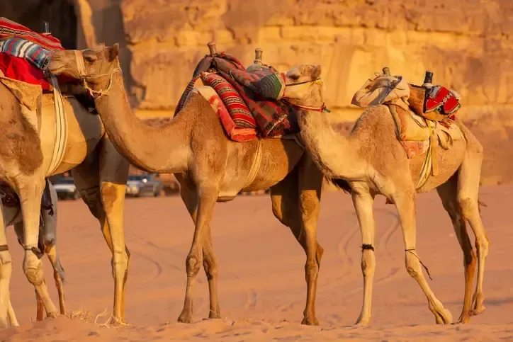 Jebel El Lawz Tour | Jabal Al Lawz Tour | Saudi Arab Tour